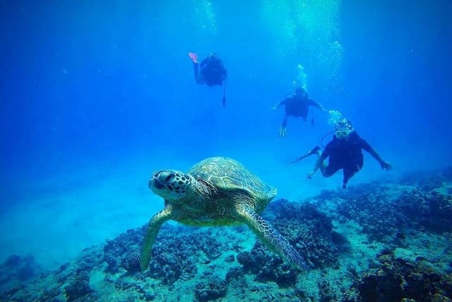 DISCOVER Scuba Diving Experience in Honolulu - Photo 1 of 6